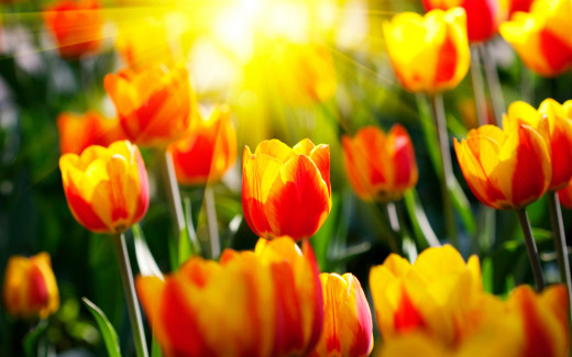 506111 (a): :2560x1600